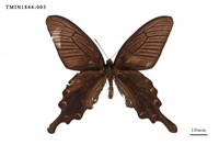 藏品(麝鳳蝶)的圖片